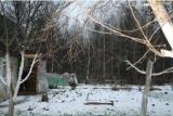 Садоводческое товарищество «Дубки» (рядом c деревней Ветчак) - Лесной массив